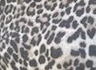 Load image into Gallery viewer, The Fall Animal Print Dress
